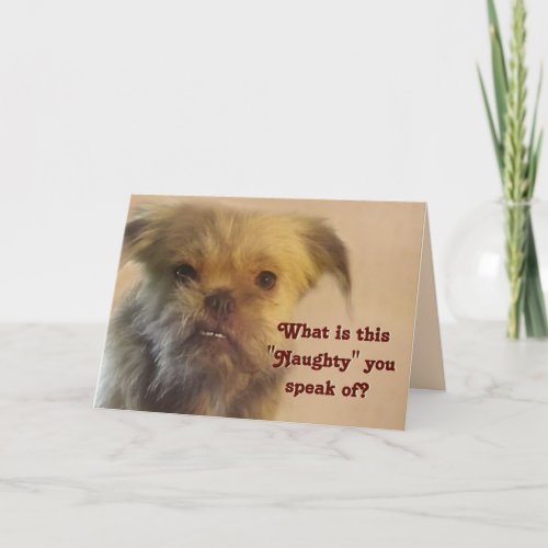 Funny Mutt Naughty Question Dog Photo Christmas Holiday Card