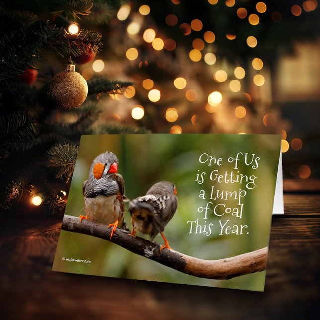 Funny Naughty or Nice Cheeky Pair of Zebra Finches Cards (Funny Zebra Finches Christmas Card Cover Photo)