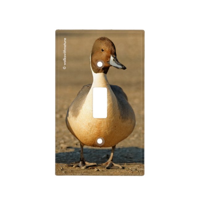 Funny Northern Pintail Duck Gothic Light Switch Cover (Front)