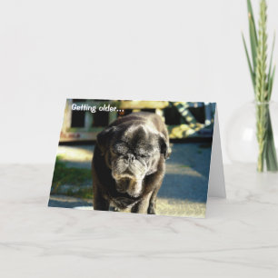 Funny Old Black Pug Birthday Card