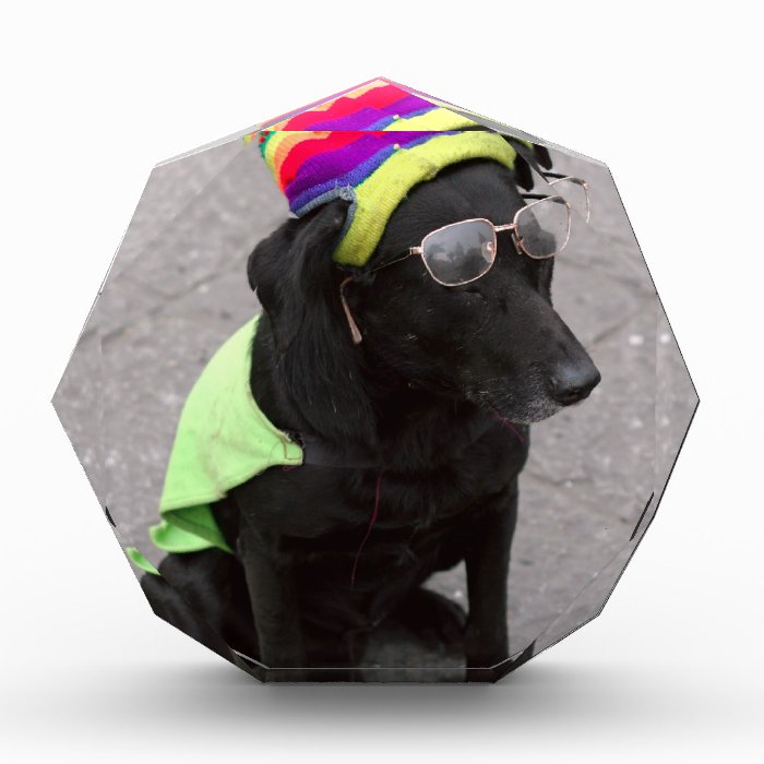 Funny old dog wearing hat and glasses awards