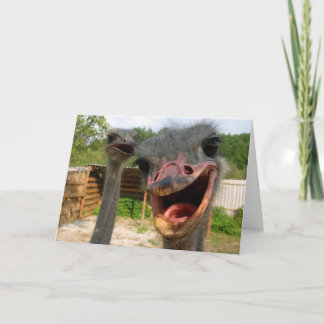 Funny Ostrich Bird Photo What's Up Card