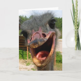 Funny Ostrich Bird Photo What's Up Card