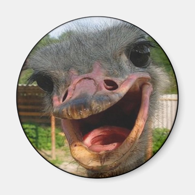 Funny Ostrich Bird Photo What's Up Magnet (Front)