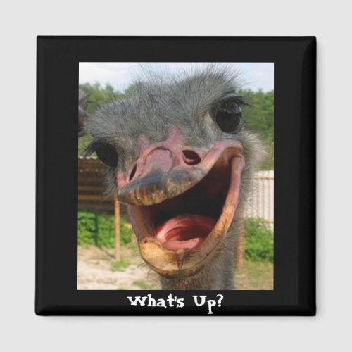 Funny Ostrich Bird Photo Whats Up Magnet