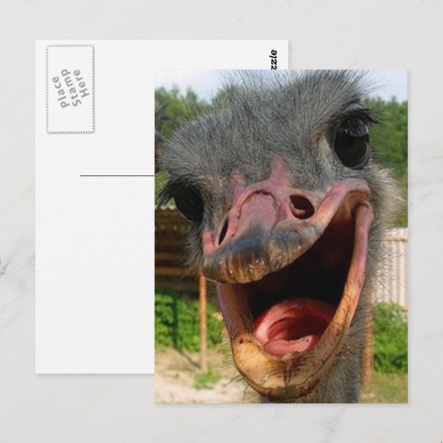 Funny Ostrich Bird Photo What's Up Postcard (Front/Back)