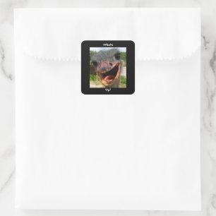 Funny Ostrich Bird Photo What's Up Square Sticker