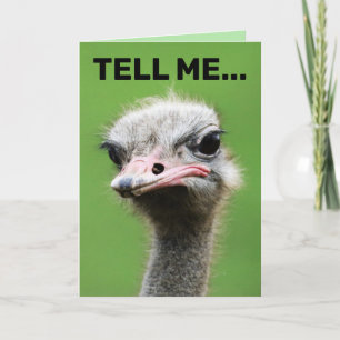 FUNNY OSTRICH BIRTHDAY CARDS