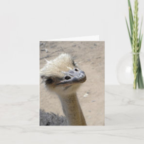 Funny ostrich notecard