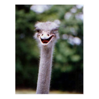 Funny Ostrich Postcard