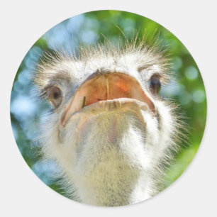 Funny Ostrich - Sticker