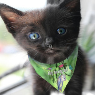 Funny Owl & Birds Watercolor Cat Bandana Pet Bandana Collar