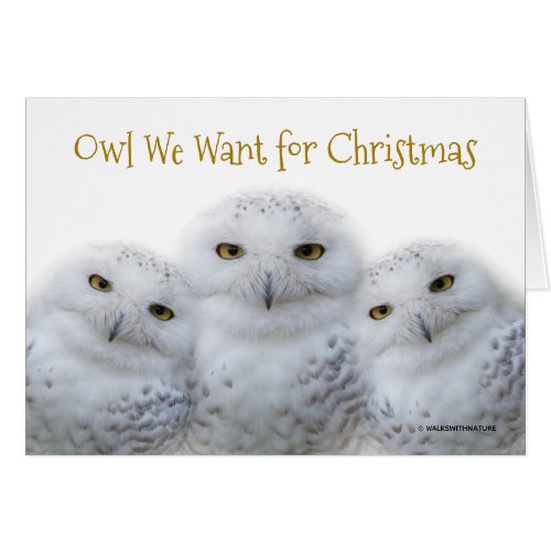 Funny Owl We Want for Christmas Snowy Owls Family