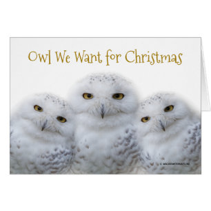 Funny Owl We Want for Christmas Snowy Owls Family Cards