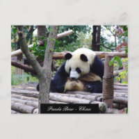 Funny Panda Bear sitting, Chengdu - China Postcard