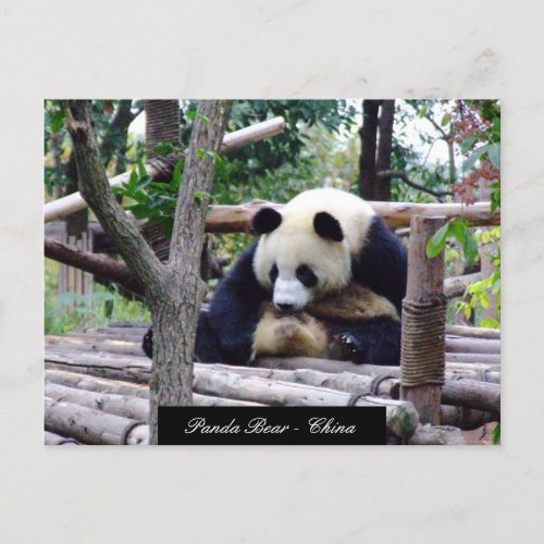 Funny Panda Bear sitting Chengdu _ China Postcard