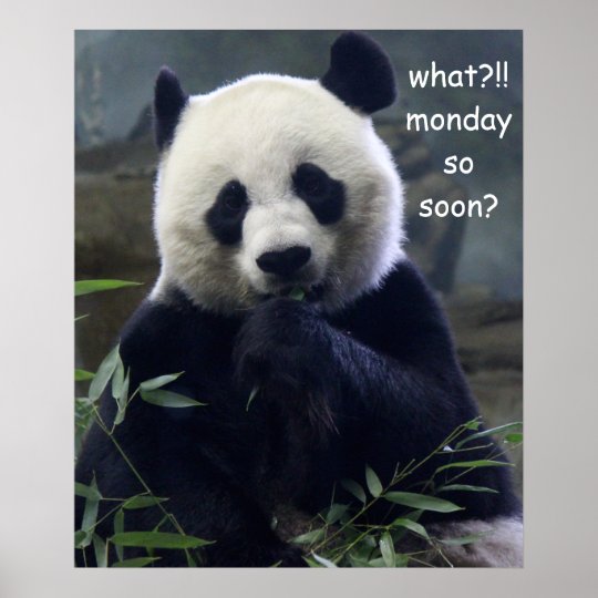 Funny Panda Poster, Monday So Soon? Poster | Zazzle.com