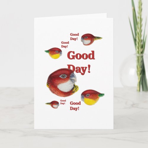 Funny Parrots Good day Card