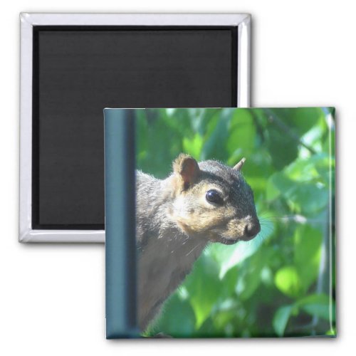 Funny Peek_a boo Squirrel Photograph Kitchen Magnet