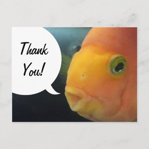 Funny Peekaboo Fish Thank You Postcard