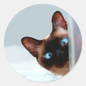 Funny Peeking Siamese Cat Classic Round Sticker by countrymousestudio at Zazzle