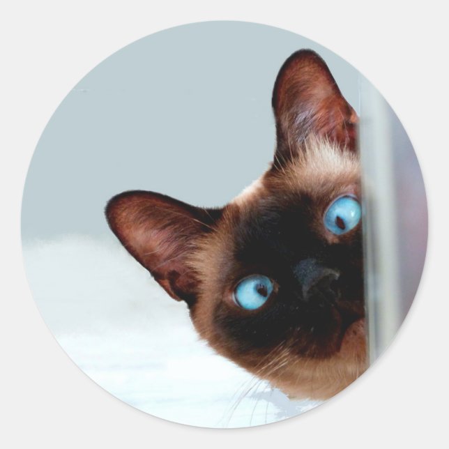 Funny Peeking Siamese Cat Classic Round Sticker (Front)