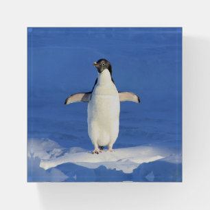 Funny penguin on ice paperweight