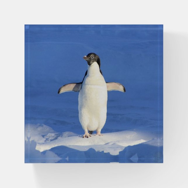 Funny penguin on ice paperweight (Front)