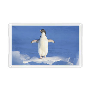 Funny penguin on ice photo acrylic tray