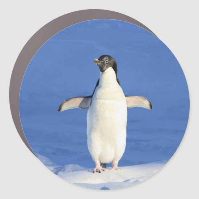 Funny penguin on ice photo car magnet (Front)