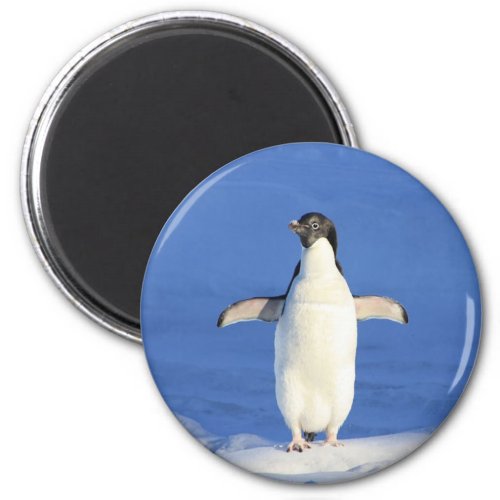Funny penguin on ice photo magnet