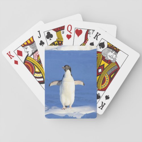 Funny penguin on ice photo poker cards