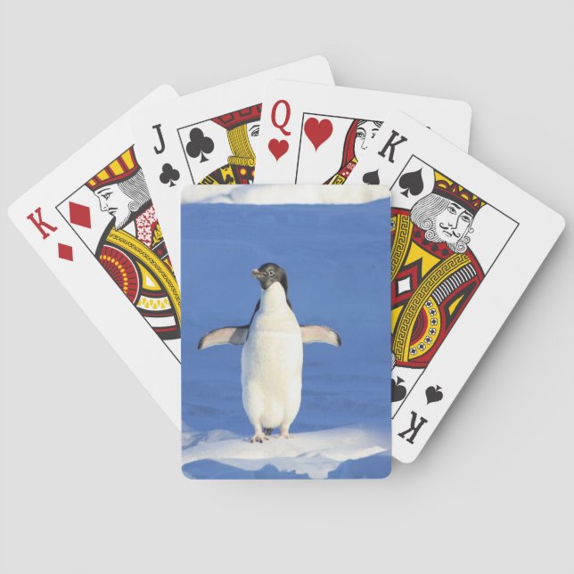 Funny penguin on ice photo poker cards (Back)