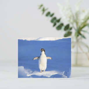 Funny penguin on ice photo postcard
