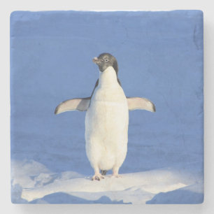 Funny penguin on ice photo stone coaster
