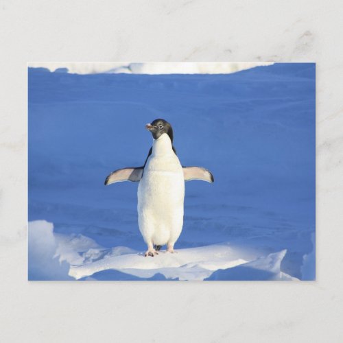 Funny penguin on ice postcard