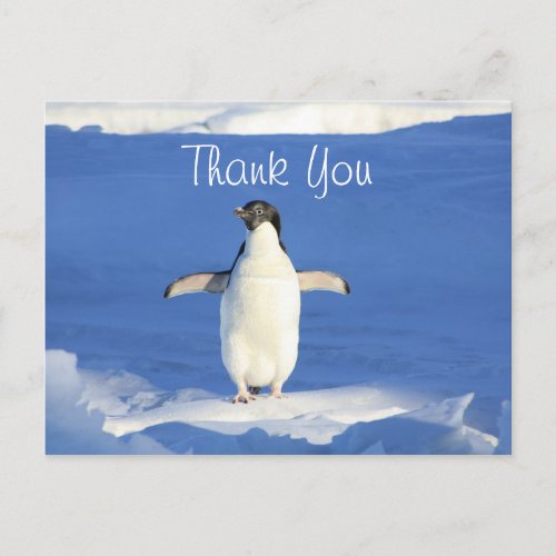 Funny Penguin Thank You Postcard