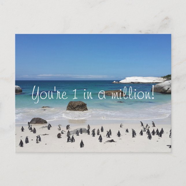 Funny Penguins Thank You Postcard (Front)