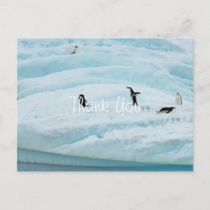 Funny Penguins Thank You Postcard