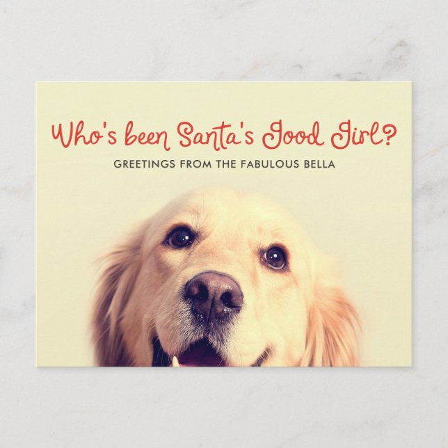 Funny Pet Dog Holiday | Photo Greeting (Front)