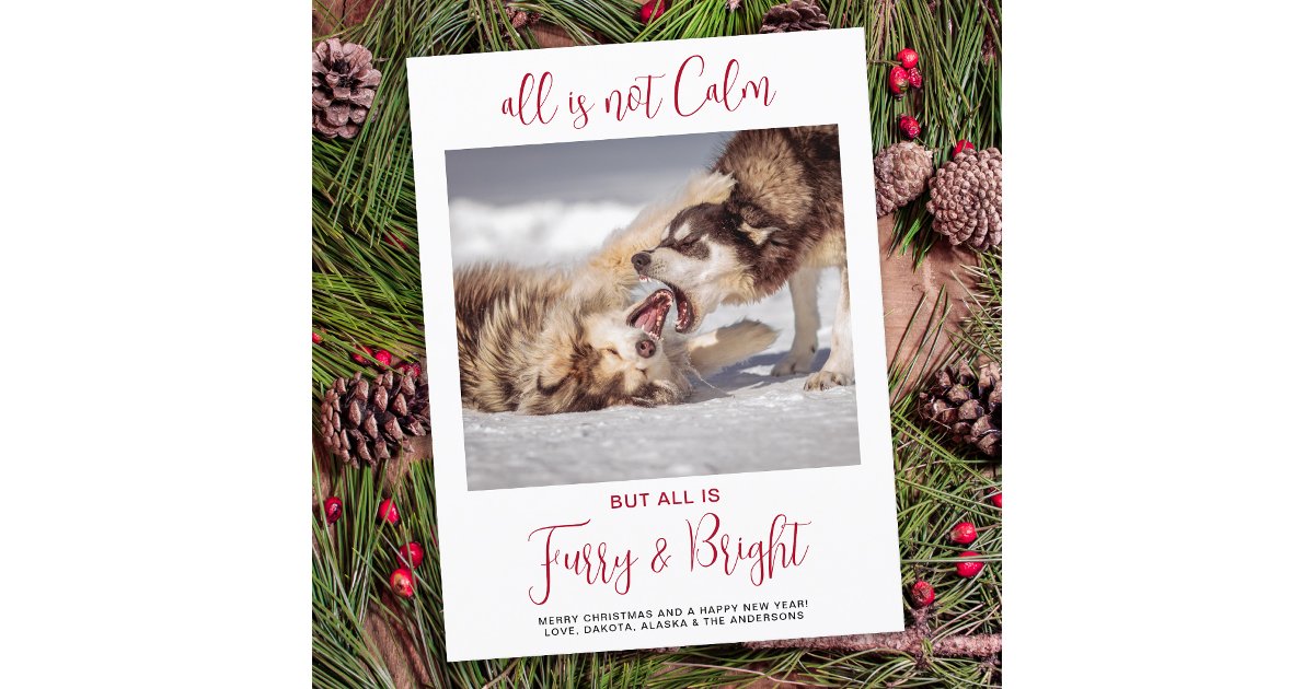 Funny Pet Furry & Bright Custom Dog Photo Holiday Postcard | Zazzle
