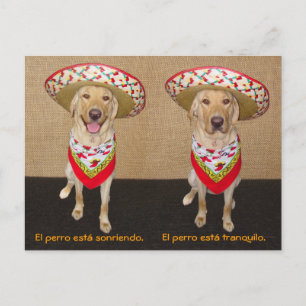 Funny Pet Spanish Postcard & Teaching Aid