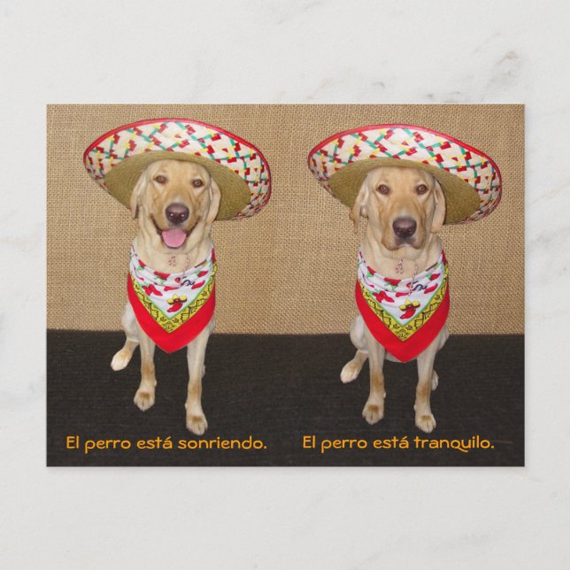 Funny Pet Spanish Postcard & Teaching Aid (Front)