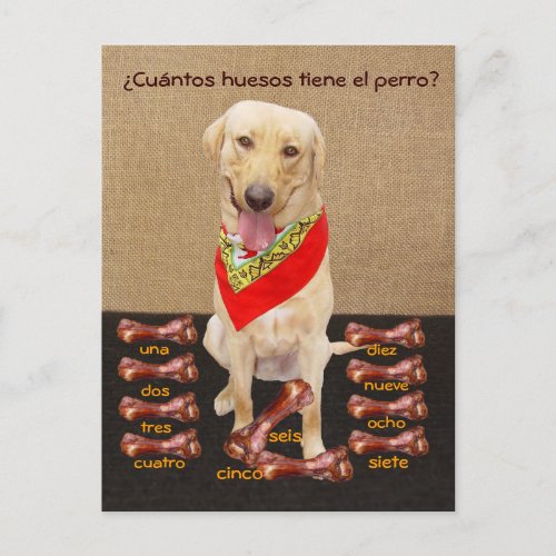 Funny Pet Spanish Postcard  Teaching Aid