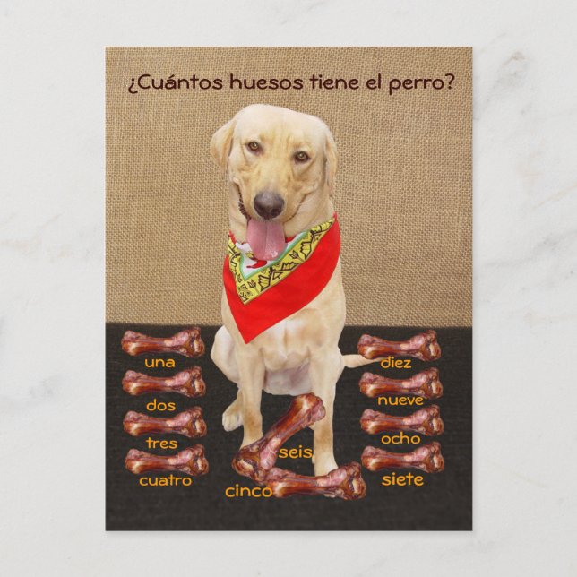Funny Pet Spanish Postcard & Teaching Aid (Front)