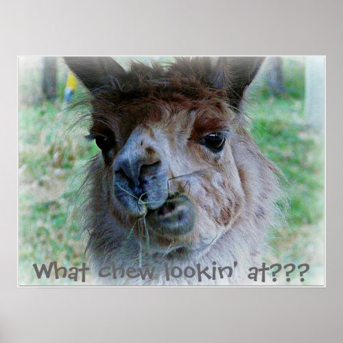 Funny photo of a  llamas  face on a poster