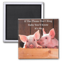 Funny Pig Memes with funny pig sayings and quotes Magnet