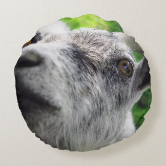 Funny pillow with photo of curious goat