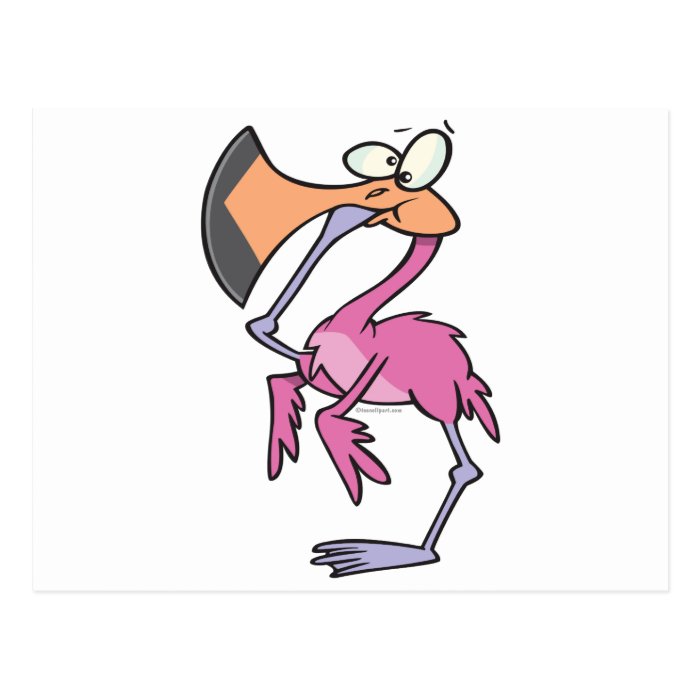 funny pink flamingo with foot in mouth post card