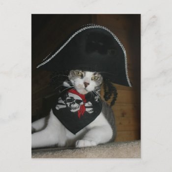 Funny Pirate Cat Postcard by myrtieshuman at Zazzle